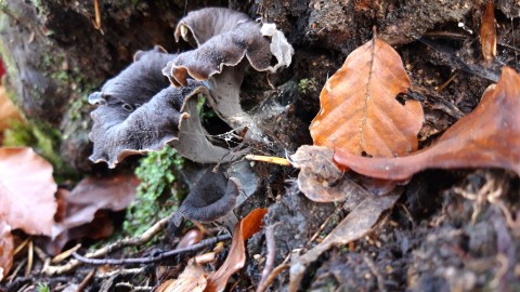 Craterellus cornucopioides