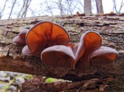 Auricularia auricula-judae