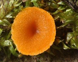 Octospora humosa
