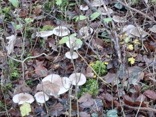 Clitocybe nebularis