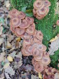Armillaria ostoyae