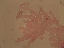 Agrocybe firma