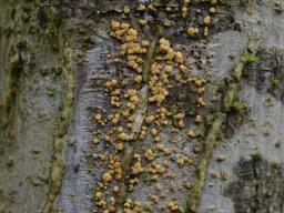 Pezicula acericola