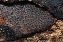 Hypomontagnella submonticulosa
