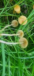 Galerina clavata