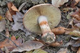Calonarius rufo-olivaceus