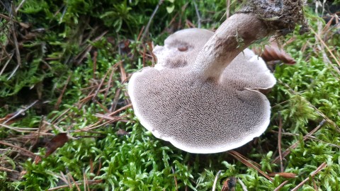 Sarcodon imbricatus