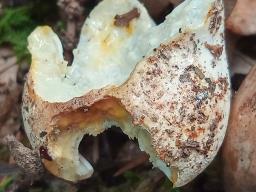 Lactifluus piperatus