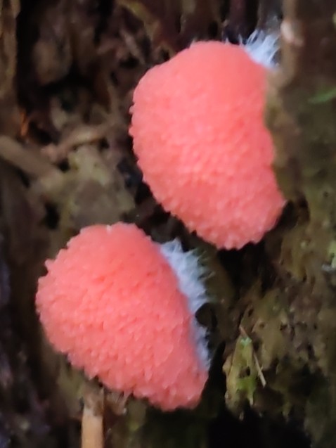 Tubifera ferruginosa