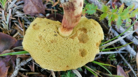 Xerocomellus chrysenteron