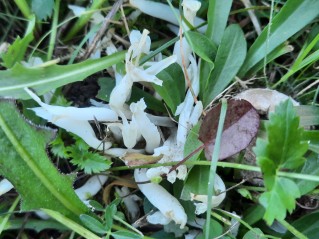 Clavaria fragilis