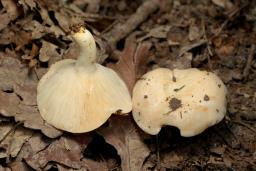 Lactarius illyricus