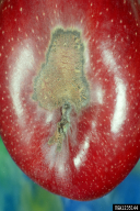 Venturia inaequalis