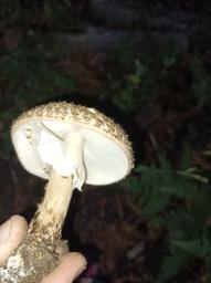 Echinoderma asperum