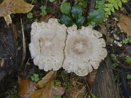 Atractosporocybe inornata