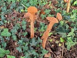 Battarrea phalloides