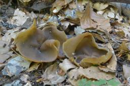 Peziza arvernensis