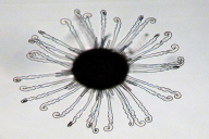 Erysiphe flexuosa