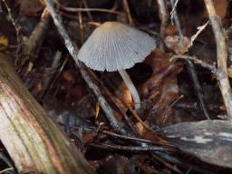 Coprinellus xanthothrix