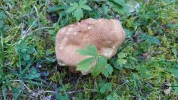 Hebeloma hetieri