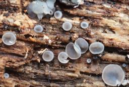 Tapesia lividofusca