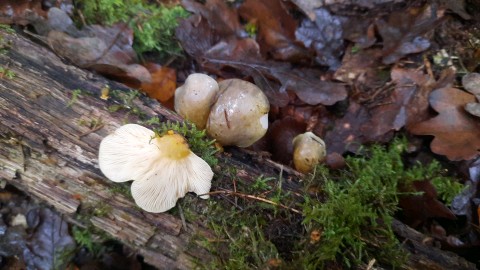 Sarcomyxa serotina