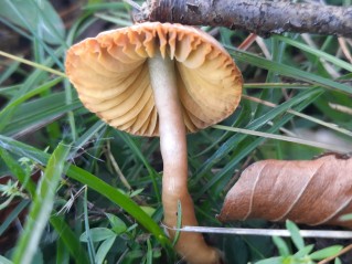 Gliophorus psittacinus