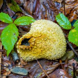 Scleroderma citrinum