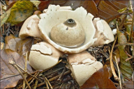 Geastrum triplex