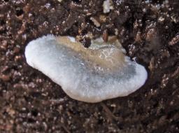 Cyanosporus caesius