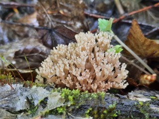 Artomyces pyxidatus