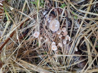 Baeospora myosura
