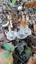 Hypholoma lateritium