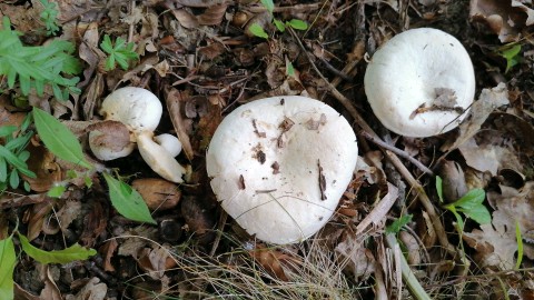 Lactifluus piperatus