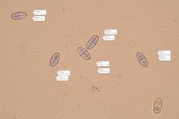 Otidea concinna