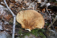 Tapinella atrotomentosa