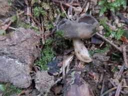 Helvella solitaria