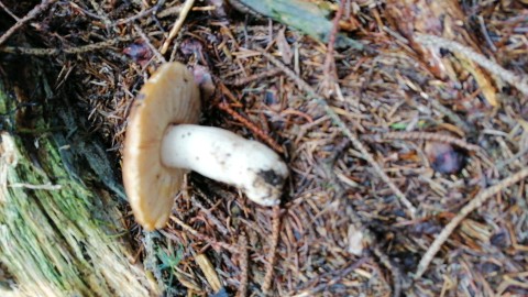 Russula mustelina