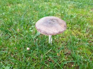 Volvopluteus gloiocephalus