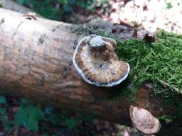 Daedaleopsis confragosa