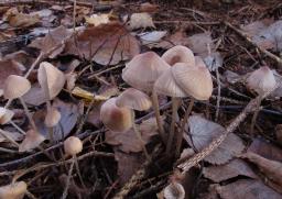 Linopodium filopes