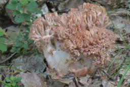 Ramaria botrytis