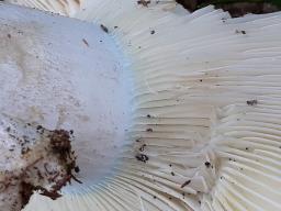 Russula ionochlora