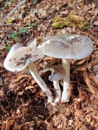 Amanita argentea
