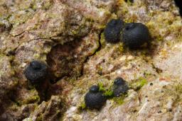 Navicella pileata