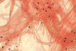 Psathyrella marquana