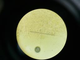 Leucogyrophana pseudomollusca