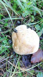 Hebeloma sinapizans