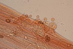 Conocybe dumetorum
