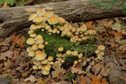 Hypholoma fasciculare
